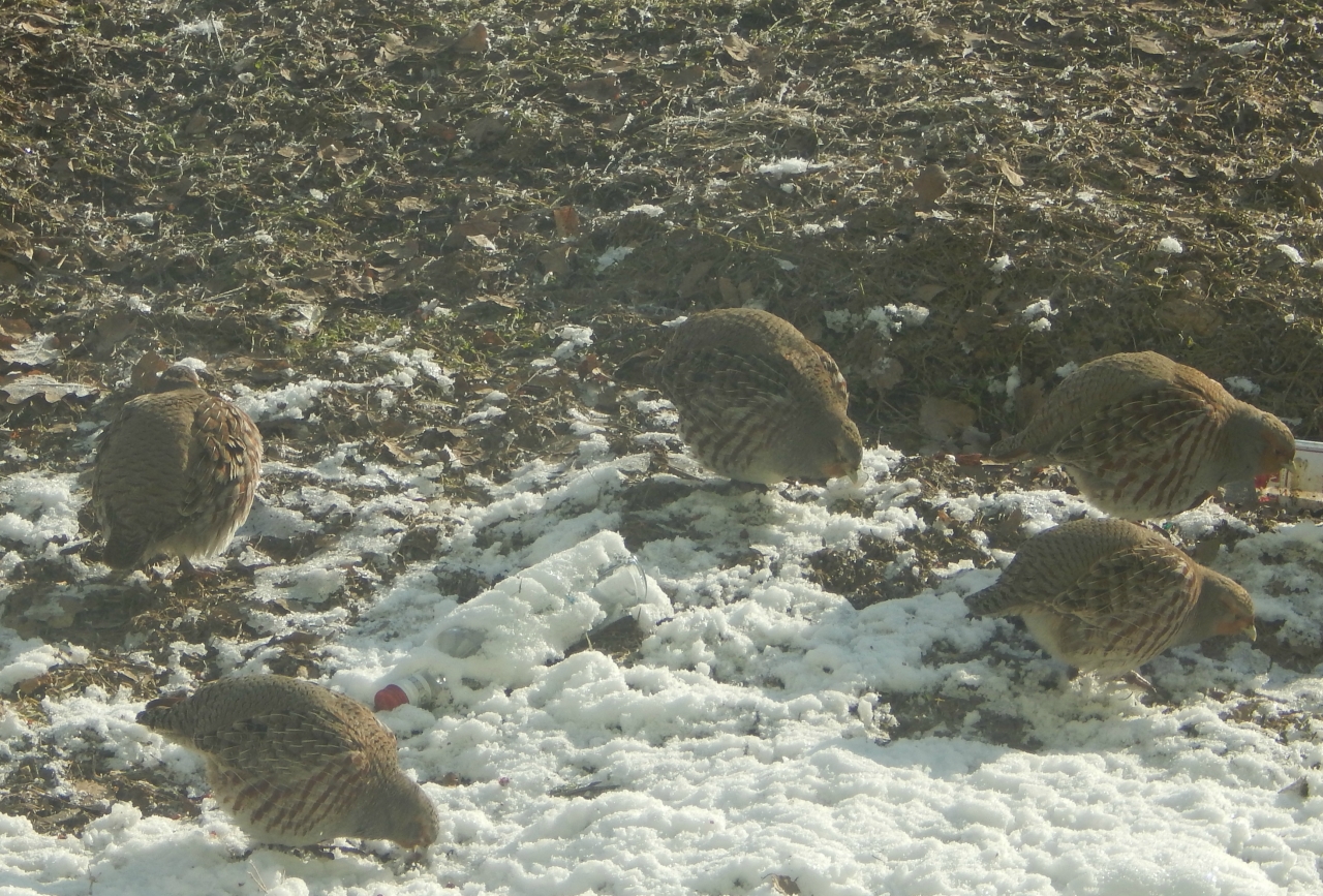 0_ffa7d_3c659924_orig.jpg