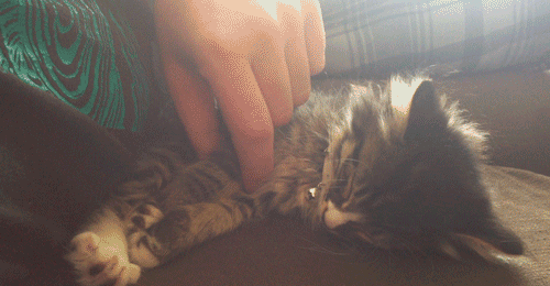 tumblr_m856oe7IBt1qb9pa3o1_500.gif