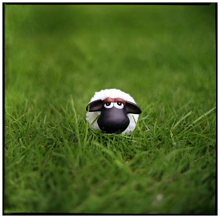 shaun__the_black_headed_sheep_by_lorseau.jpg