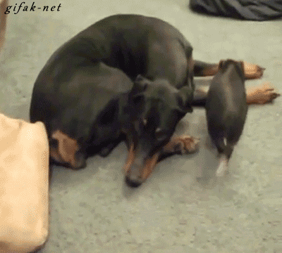 tumblr_n2lai96Vw31s2yegdo1_400.gif
