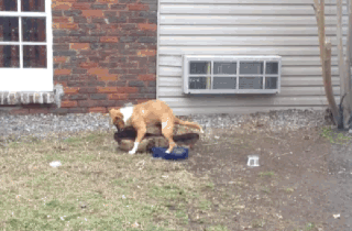 50632_original.gif