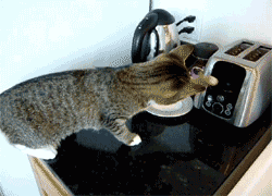 tumblr_lweogyTGUI1qfjjglo1_250.gif