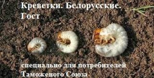 1266460_original.jpg