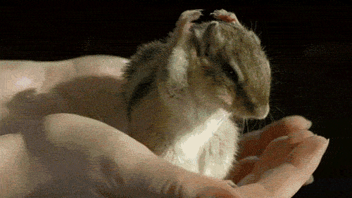 72373569_c607649b227e54d2d09374cba8712011.gif