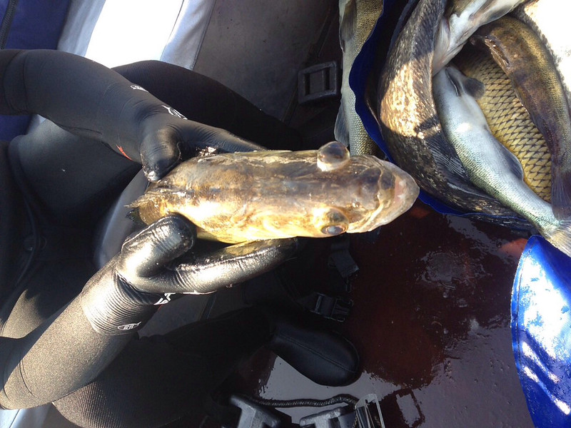 15514735855_65966e17d3_c.jpg