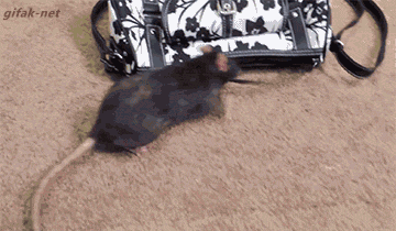 tumblr_ns8zwlvGCB1s2yegdo1_400.gif