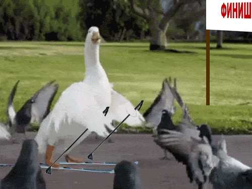 post313055579114469_new.gif