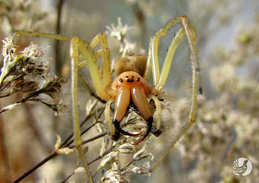 1467725454_bnv_2016_heyrakantium_900.jpg