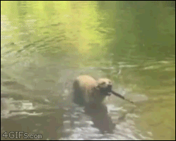 OLgh3AD.gif