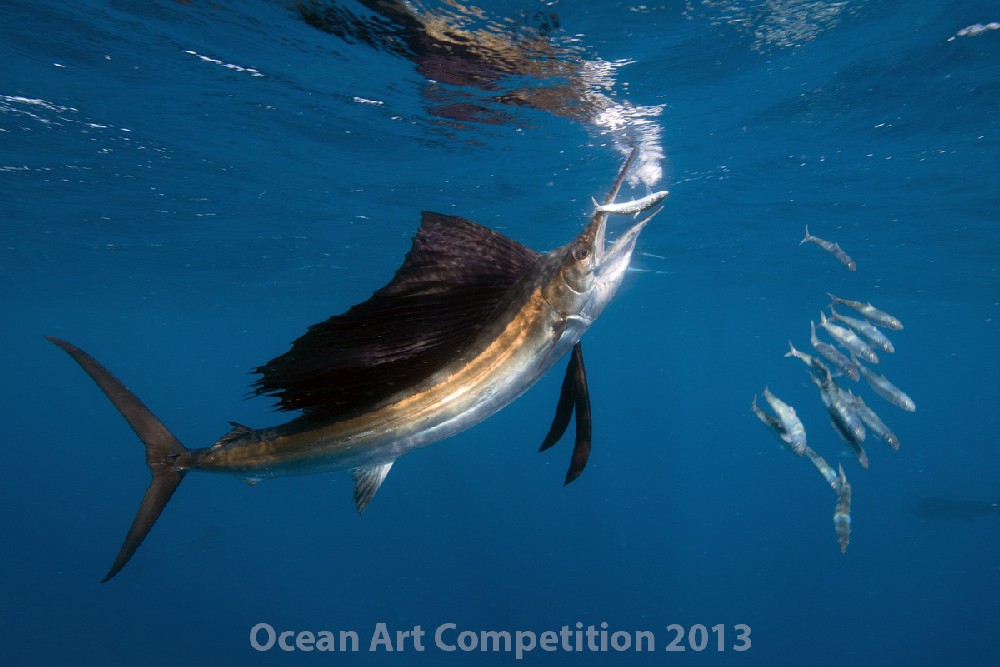 marinelifebehavior_jorgenrasmussen_sailfishthekill.jpg
