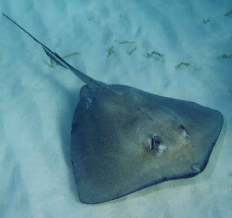 SouthernStingray.jpg