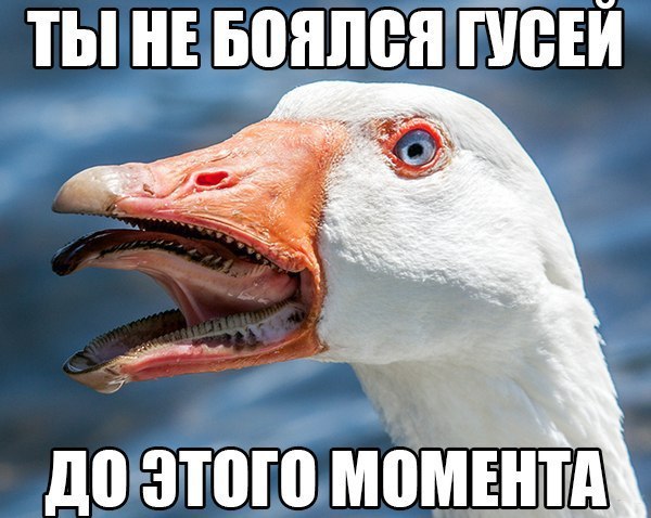 12016876.jpg