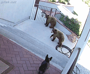 tumblr_nvoyqvrm6Q1s2yegdo1_400.gif