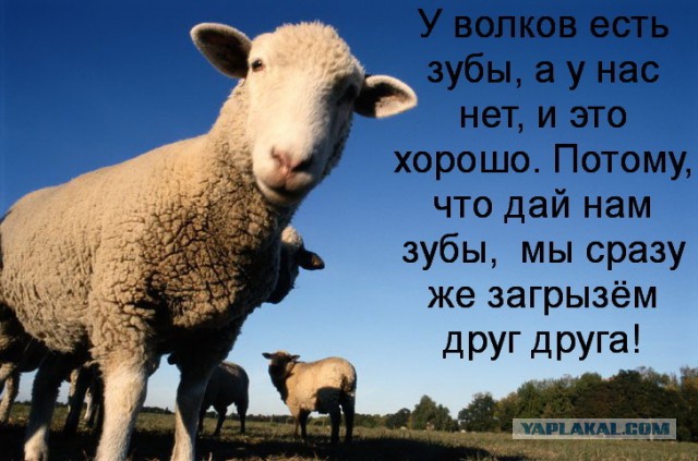 8155528.jpg