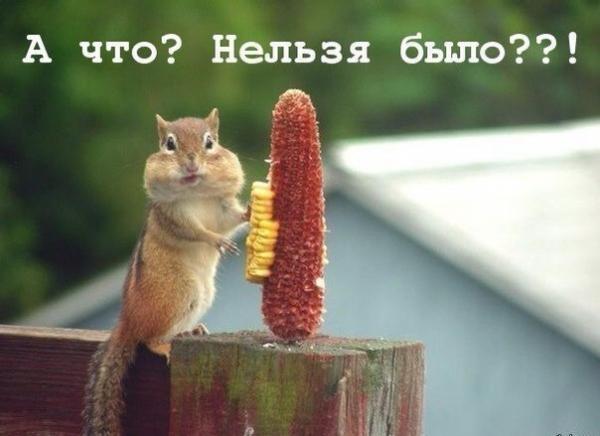 smeshnie_kartinki_139185932330.jpg