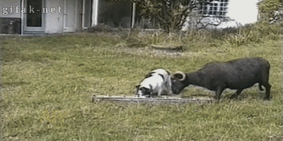 tumblr_n4wcvmIyvh1s2yegdo1_400.gif