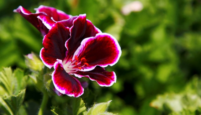 pelargonium_19-650x372.jpg
