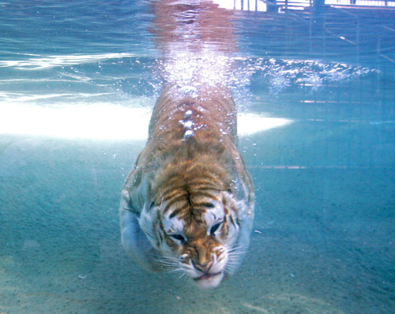 Diving_Golden_Tabby_Tiger_by_fennecx.jpg