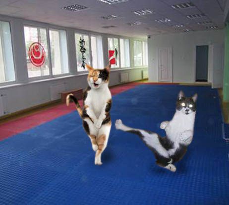 cat4.jpg