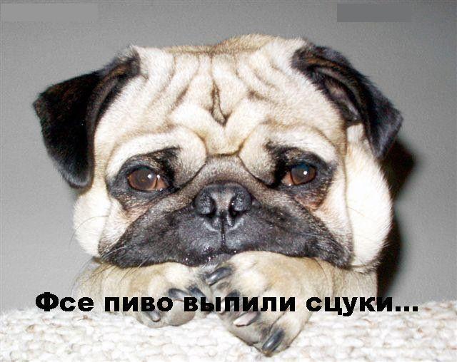 pivo_vypili.jpg