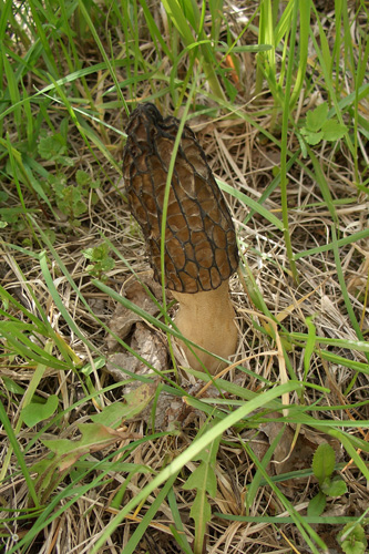 smorchok-konichesky.jpg