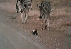 1921570.gif