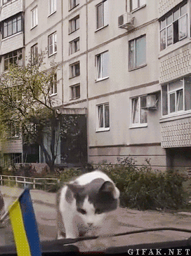 444.gif