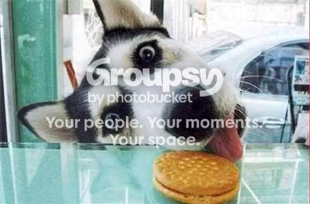 cute-funny-animals-27.jpg
