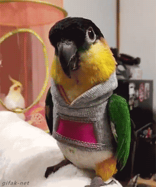 tumblr_noc07in67J1s2yegdo1_400.gif