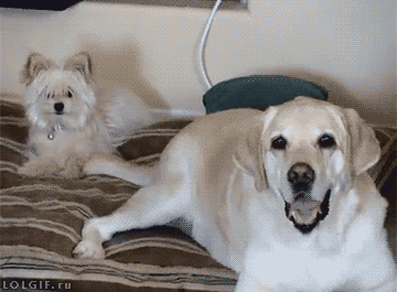 tumblr_nhcohan9qL1u2jwbho1_400.gif