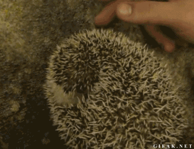4343.gif