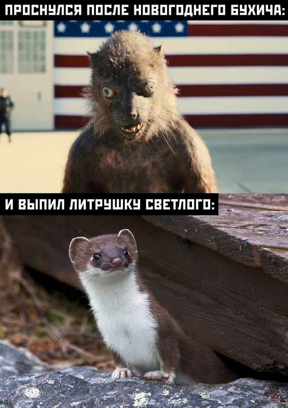 16303412.jpg