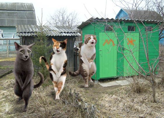 cat5.jpg