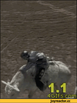 гифки-живность-гнев-бык-965706.gif