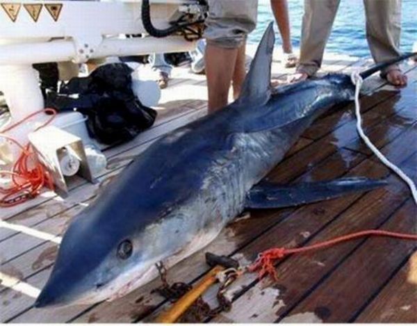shark_03.jpg