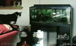1a23c8.gif