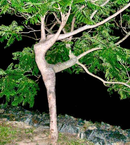 nude+tree.jpg