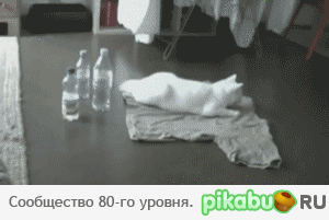 78y.gif
