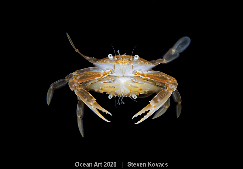 1st-Marine%20Life%20Behavior.jpg