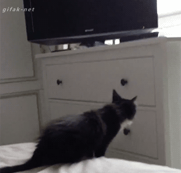 tumblr_nlvui7LsZG1s2yegdo1_400.gif