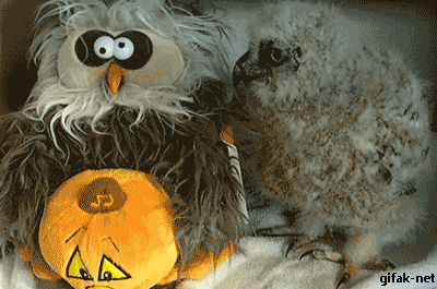 tumblr_nwj43bzacI1s2yegdo1_400.gif