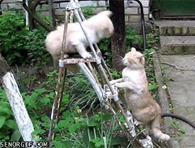 funnygifsehondascat.gif