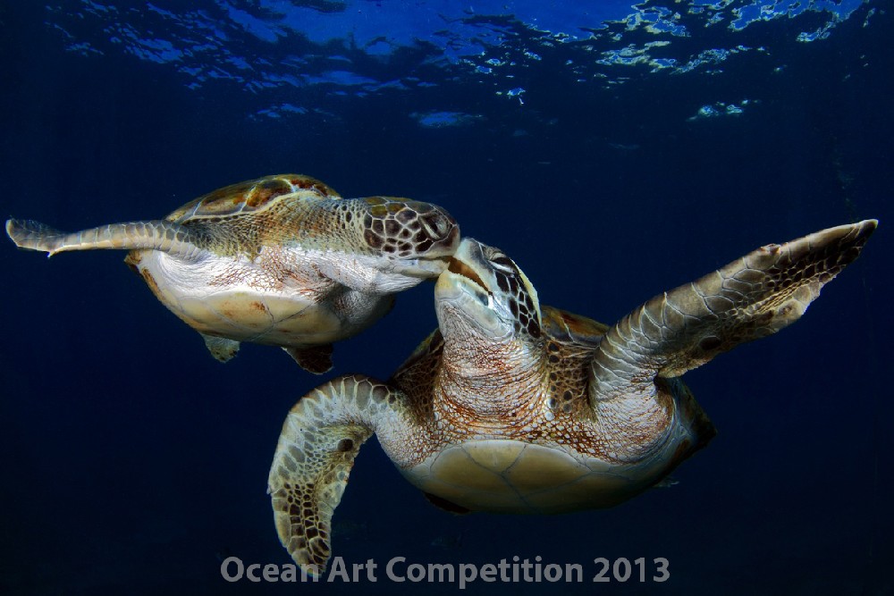 marinelifebehavior_montsegrillo_img_0379.jpg