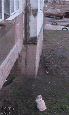 giphy.gif
