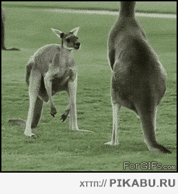 f8d516.gif