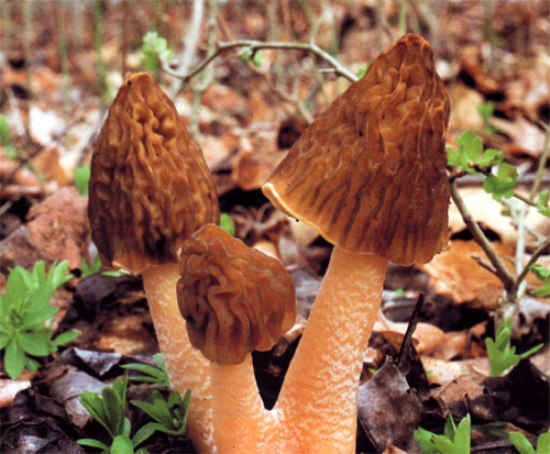 Smorchkovaya-shapochka.jpg
