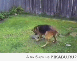 5123f0.gif