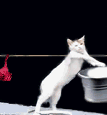 catz.gif