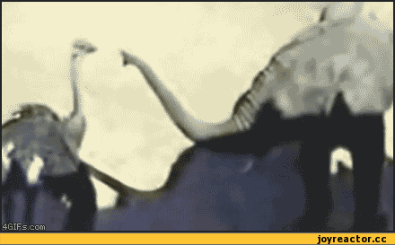 гифки-животные-гопослон-105681.gif