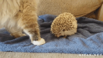 1.gif